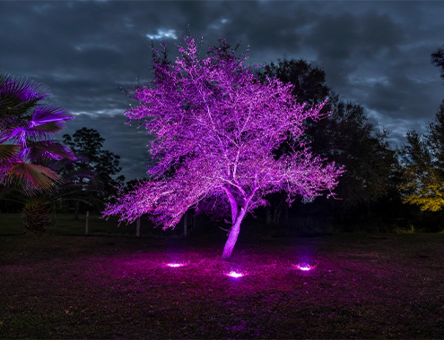 A tree illuminated by purple lighting from WAC Aspire Colorscaping solutions.